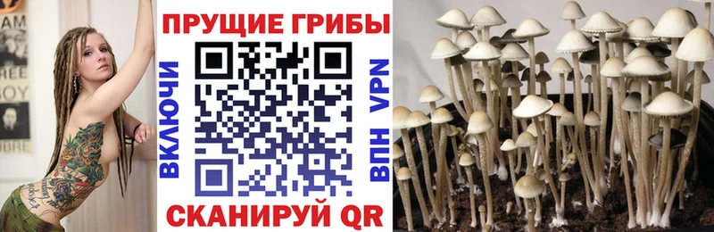 hydra как зайти  Красноармейск  Галлюциногенные грибы Cubensis 